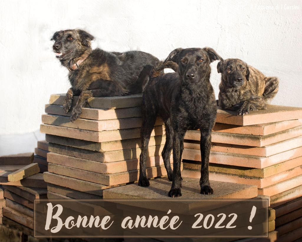 Di Pietre Bianche - Bonne année 2022!