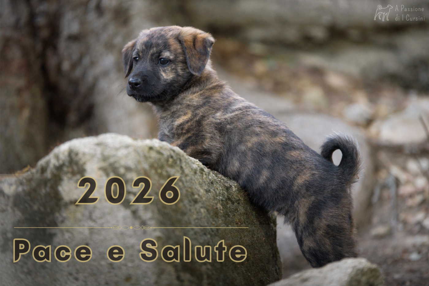 Bonne année 2026 à tous !