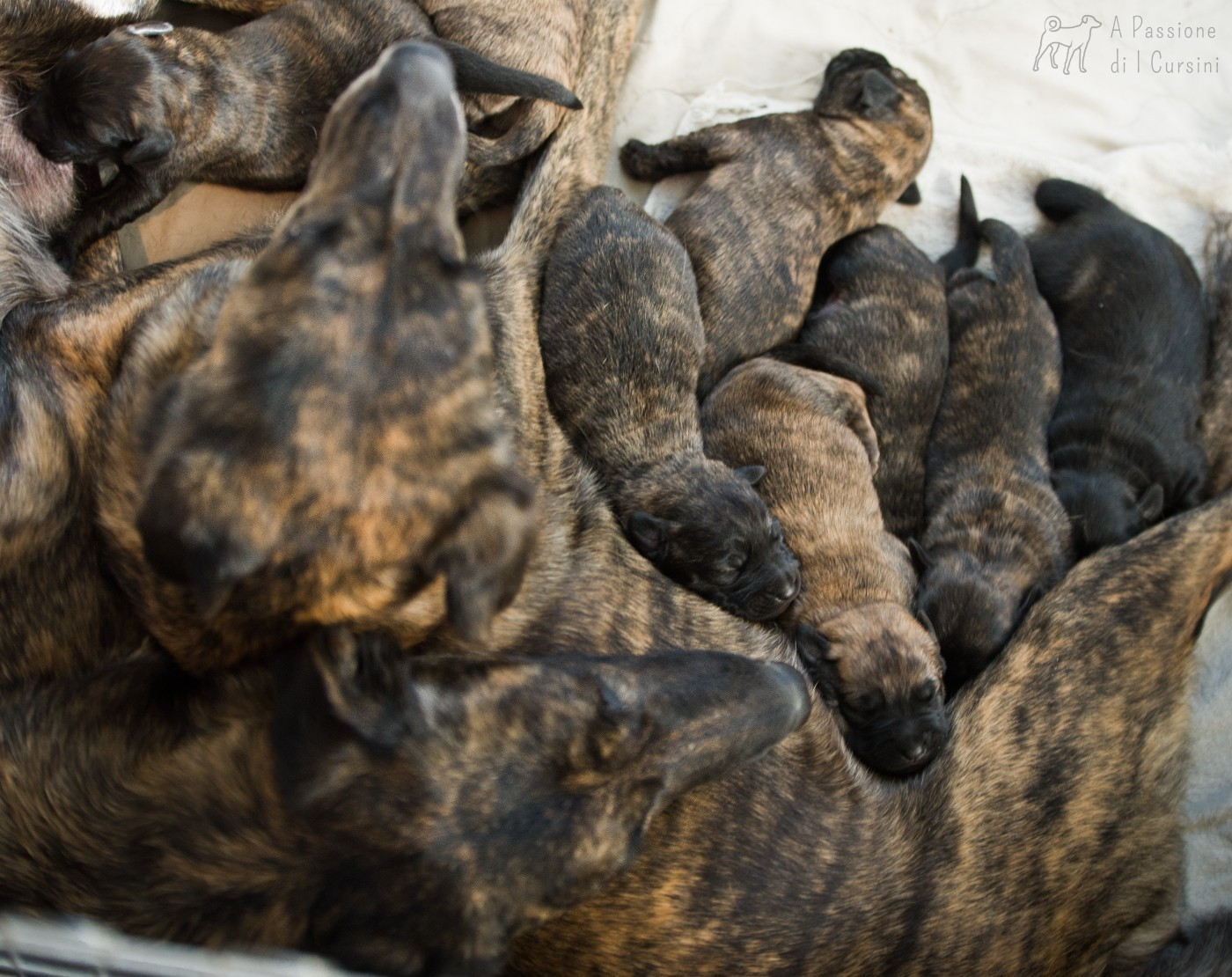 Notre unique portée 2026 est née