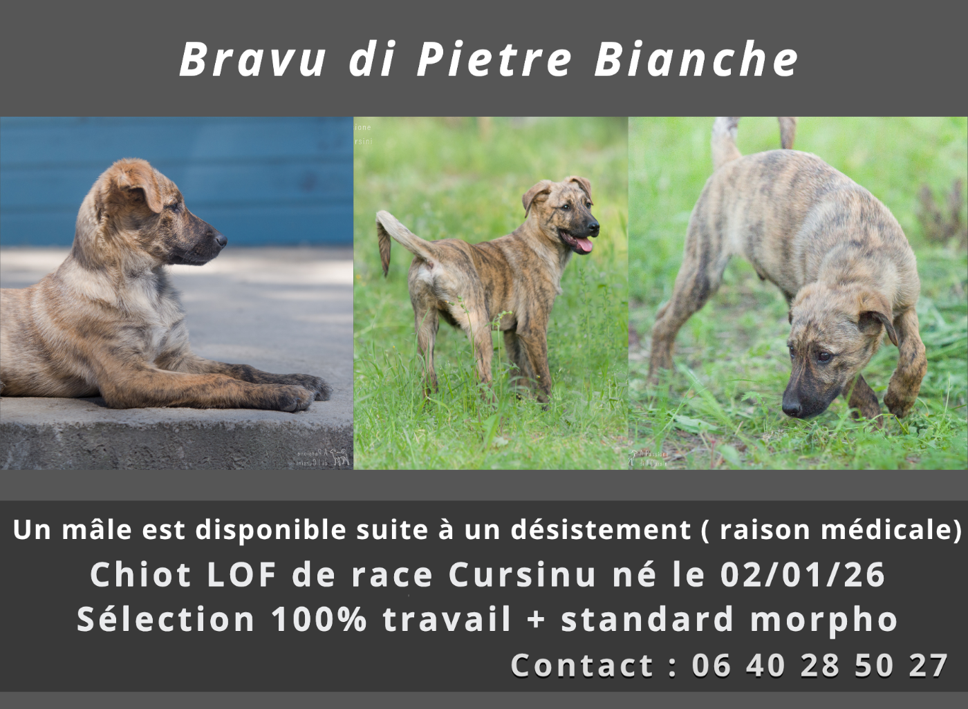 Bravu di Pietre Bianche prêt à quitter la maison