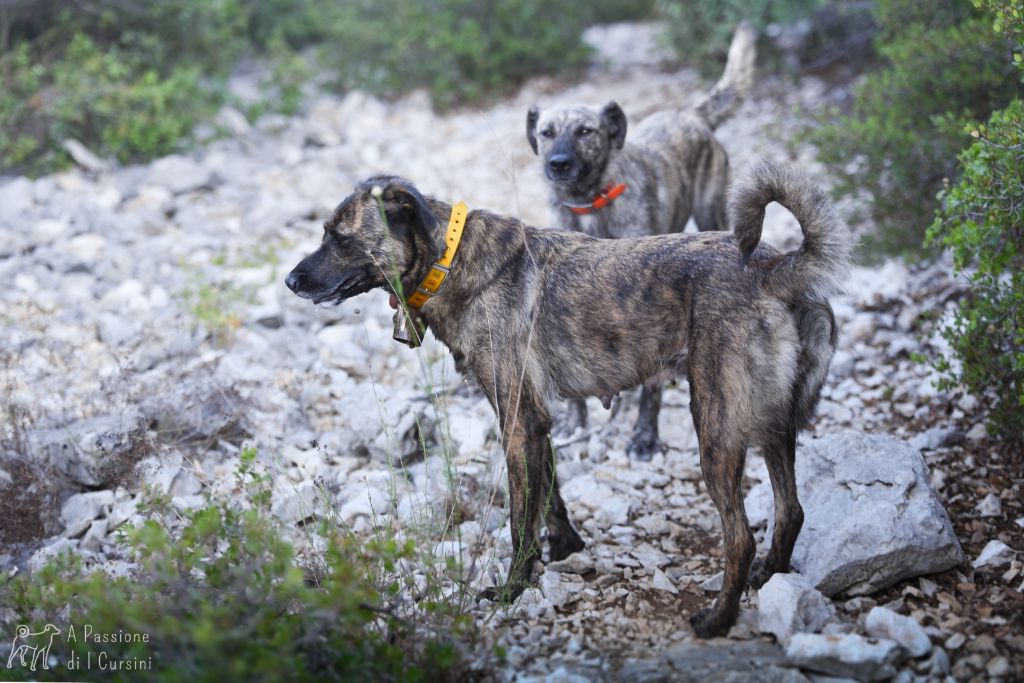 01/08/25 - actualités chiots