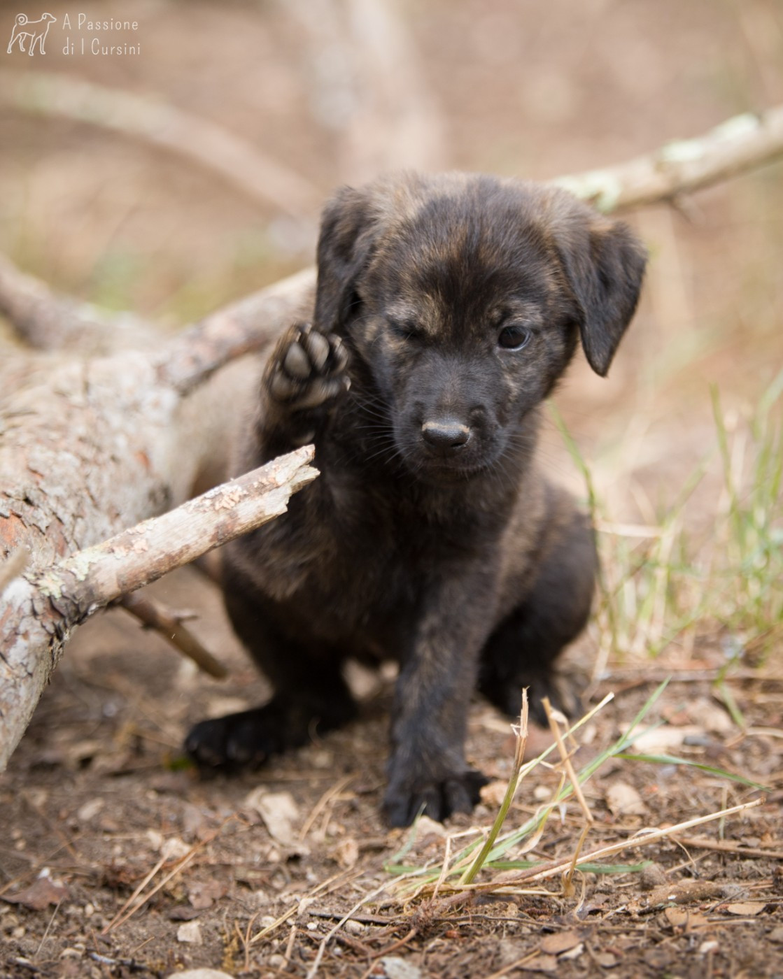 2025 - mariage de S'Malizia di Pietre Bianche x Oural