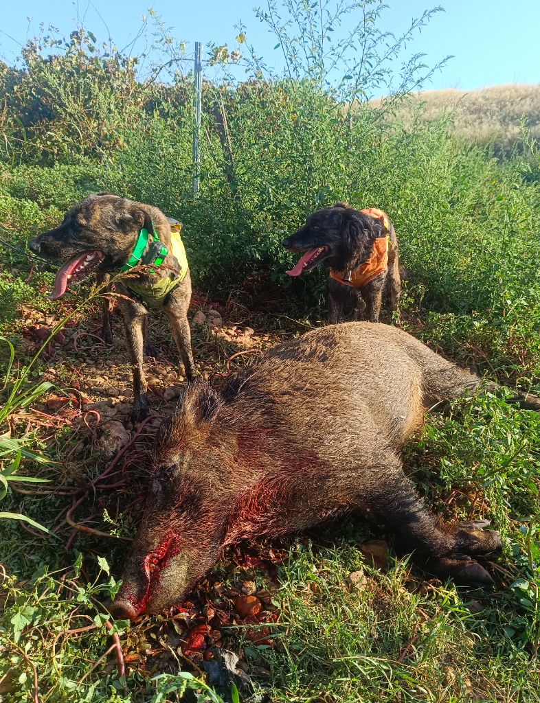 Chasse