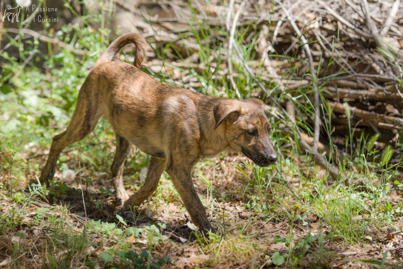 Chiot Cursinu Di Pietre Bianche