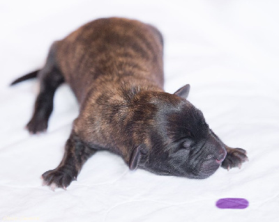 CHIOT